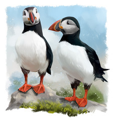 Atlantic puffins watercolor painting