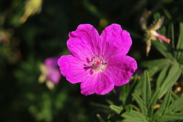Fototapeta premium Storchschnabel (Geranium) - rosa Blüte iin der Sonne