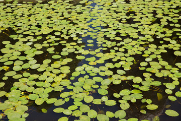 Water lily on the calm water