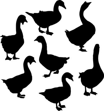 set of seven goose silhouettes isolated on white