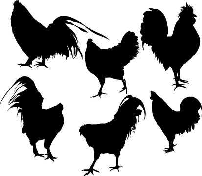 set of six chicken silhouettes isolated on white