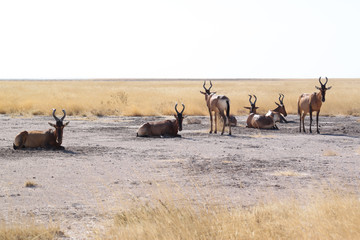 Fototapeta na wymiar Gruppe von Kuh-Antilopen (Hartebeest) vor gelbem Savannengras.Where: bei Okaukuejo Camp, Etosha Nationalpark, Namibia.