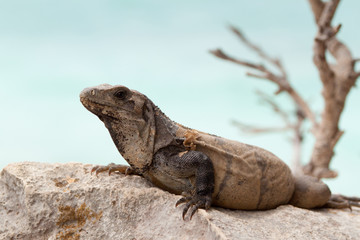 Wild iguana