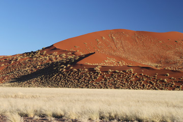 morgenliche Dünenlandschaft mit roten Ockerdünen bewachsen mit gelbem Savannengras.Where: Sesriem...