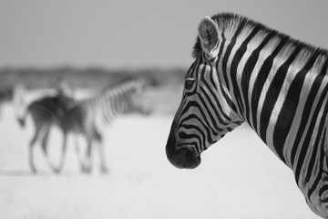 Fototapeta na wymiar Schwarz-Weiss S/Q Foto Zebra-Portrait im Vordergrund mit Blick auf weitere Zebras verschwommen im Hintergrund.
