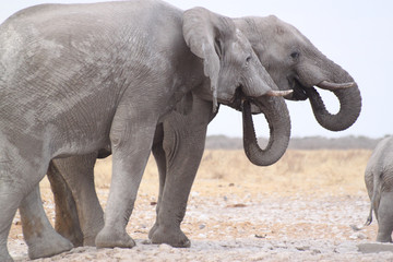 Zwei Elefanten stehen gestaffelt und formen ihre Rüssel zu zwei Kreisen bzw. Schalufen.Where: Etosha Nationalpark, Namibia.