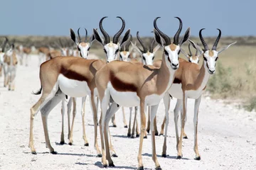 Keuken foto achterwand Antilope Groep springbokken. Waar: Etosha National Park.