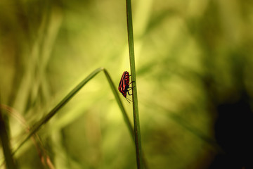 red and black striped bugs hanging on tall grass
