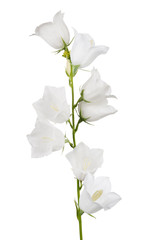white isolated campanula with eight large blooms
