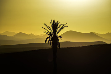 Sunset sun on Lanzarote, landscape of Canary Islands, sunset over volcanoes. Palm in the foreground.