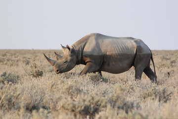 Großes Spitzmaulnashorn von der Seite mit Wasserlinie auf dem Körper.Where: bei Okaukuejo Camp,...