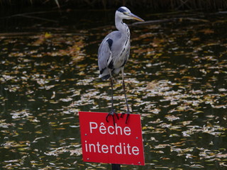 Pêche interdite 