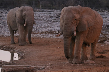 Zwei Elefanten in der Dämmerung am Wasserloch.Where: Okaukuejo-Camp, Etosha Nationalpark, Namibia.