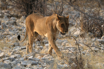 Naklejka premium Löwin streicht durch den Busch.Where: bei Okaukuejo-Camp, Etosha Nationalpark, Namibia.