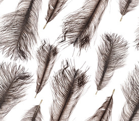 dark grey ostrich feather seamless background