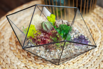 Флорариум в стеклянном контейнере на бежевой тумбе