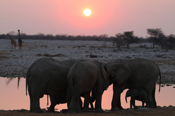 kleine Gruppe von Elefanten mit Baby am Wasserloch bei Sonnenuntergang.