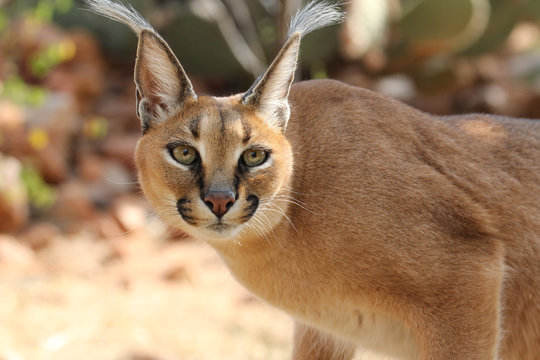 W&uuml;stenluchs Karakal Portrait.Where: bei Okambara Farm bei Witvlei, Namibia.
