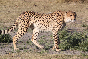 Fototapeta na wymiar wildlebender Gepard bei der Jagd
