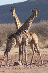 Fototapeta na wymiar Zwei Giraffen stehen mit gekreuzten Hälsen wie die beiden Wilkinson-Schwerter.