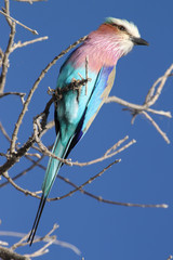 Gabelracke, lilac brested roller.
