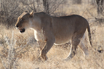 Löwin im Gegenlicht bei Sonnenuntergang