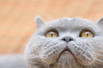 Naklejka na ściany i meble Gray domestic cat
