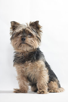 YorkShire Terrier Domestic Dog