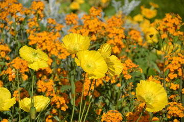 Acker-Ringelblume / Blumen Le Havre / Blüten in gelb und orange / Gras / Wiese / Blumenwiese
