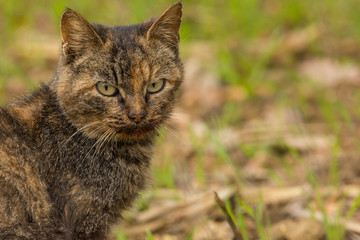 domestic cat returned to the wild