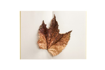 white paper note spread with leaf isolated on the white background.