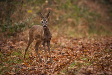 deer during autumn with leaves on the ground