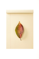 ivory paper rolling note with leaf isolated on the white background.