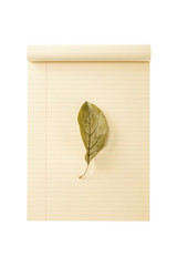 ivory paper rolling note with leaf isolated on the white background.