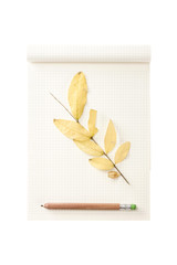 white paper rolling note with leaf isolated on the white background.