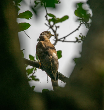 The common hawk-cuckoo (Hierococcyx varius)