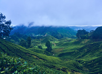 Naklejka na ściany i meble Misty rainy weather on a tea plantation in Cameron Highlands,Malaysia 