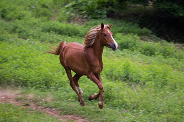 Fototapeta premium 牧場の馬