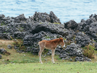 与那国馬