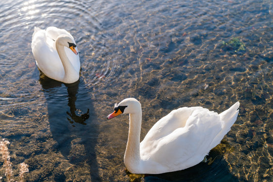swans on the lake
