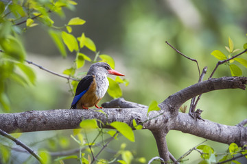 Grey-headed Kingfisher in Kruger National park, South Africa