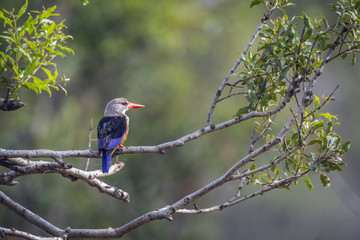 Grey-headed Kingfisher in Kruger National park, South Africa