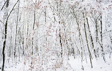 Buchenwald im Schnee