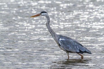 Grey Heron in Kruger National park, South Africa