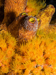 Orange cup corals