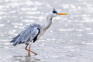 Grey Heron in Kruger National park, South Africa