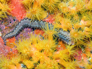 bearded fireworm, Hermodice carunculata