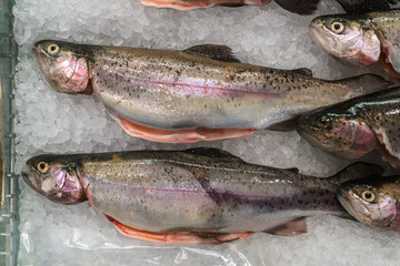 Trout fish on ice