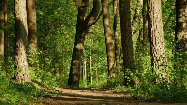Intensive light in early spring park, green leaves of forest. Spring coming into the park. Zoom