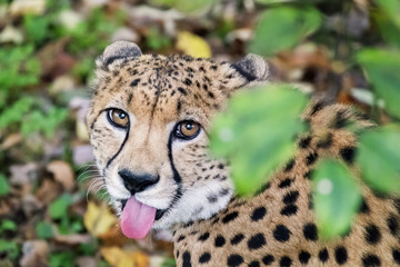 Cheetah in the undergrowth
